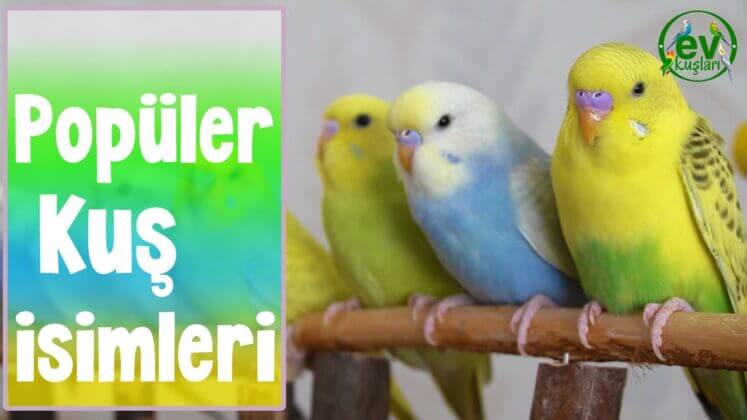 Muhabbet Kuşu İsimleri Popüler Kuş İsimleri Ev Kuşları