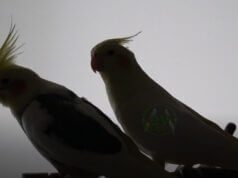 Sultan papağanı eş isteği Belirtileri Sultan papağanı eş