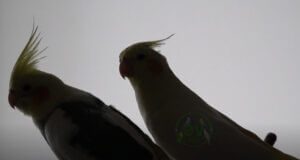 Sultan papağanı eş isteği Belirtileri Sultan papağanı eş