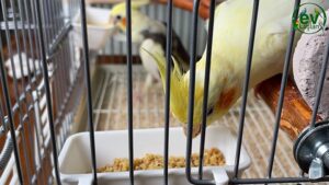 Sultan Papağanı yumurtalama dönemi beslenme