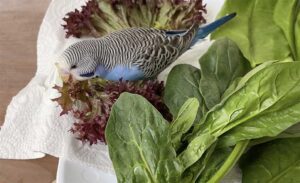 Muhabbet kuşu sevdiği sebze