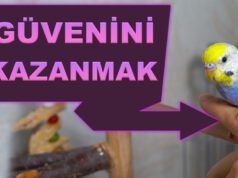 Eve Yeni gelen Muhabbet Kuşu nasıl Alıştırılır? Muhabbet Kuşunun Güvenini Kazanmak