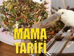 Muhabbet Kuşu Mama Tarifi Sebzeli Kuş maması Muhabbet Kuşu Mama Tarifi