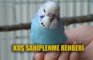 Kuş Sahiplenme rehberi Kuş Sahiplenme rehberi