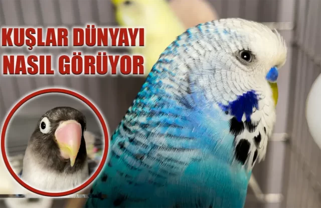 Kuşlar Nasıl Görür ? Kuşlar Renkleri nasıl Görür? - Ev Kuşları
