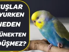 Kuşlar neden tünekten düşmez? Kuşlar uyurken neden tünekten düşmez