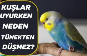 Kuşlar neden tünekten düşmez? Kuşlar uyurken neden tünekten düşmez