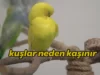 Muhabbet Kuşları Neden kaşınır? Muhabbet Kuşları Neden kaşınır