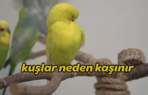 Muhabbet Kuşları Neden kaşınır? Muhabbet Kuşları Neden kaşınır