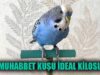 Muhabbet kuşu kilosu ne kadar olmalı? Muhabbet Kuşu Kilosu