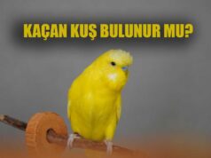 Kaçan Kuş Geri Gelir mi? Kaçan Kuş bulunur mu