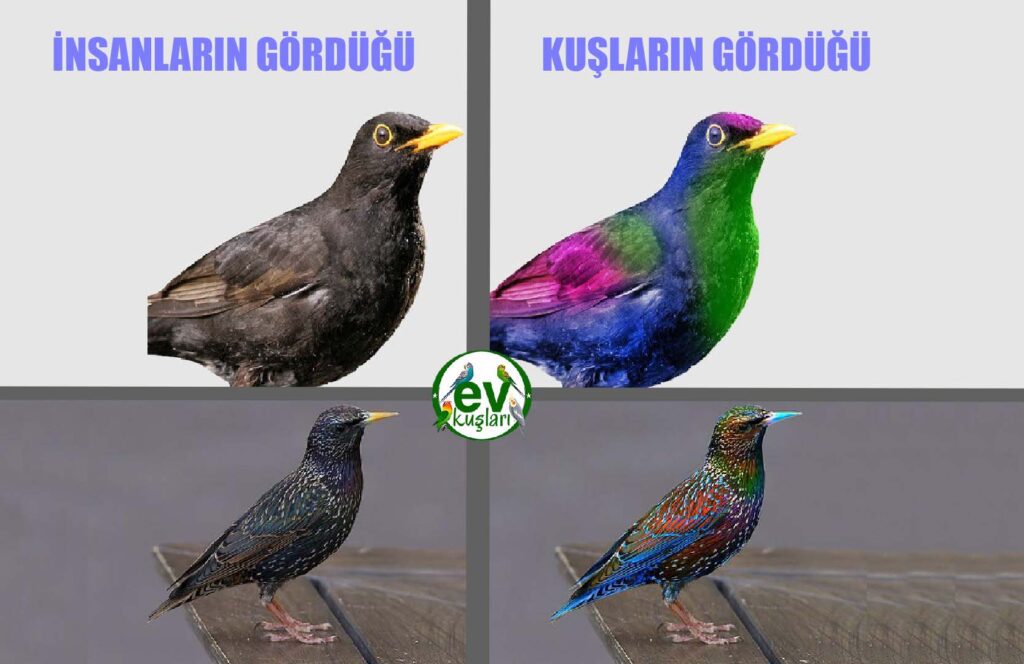 Kuşlar Nasıl Görür ? Kuşlar Renkleri nasıl Görür? - Ev Kuşları