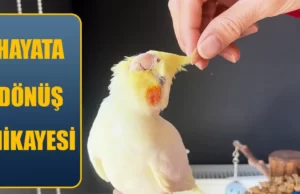 Hasta Kuşun Hayata Dönüş Hikayesi Hasta Kuş Tedavisi