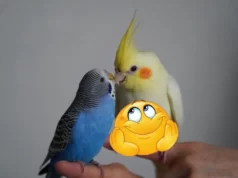 Kuşları Mutlu etmek için ne yapmalıyız? Kuşları Mutlu etmek için