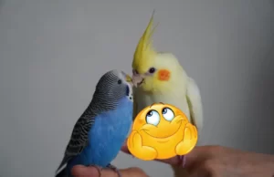 Kuşları Mutlu etmek için ne yapmalıyız? Kuşları Mutlu etmek için