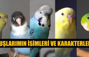 Ev kuşları Kuşlarımın isimleri ve Karakterleri Ev kuşları isimleri ve karakterleri