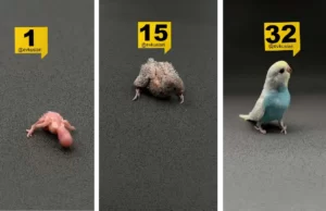 Muhabbet Kuşu Yavrusu Gün Gün gelişimi