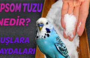 Epsom tuzu nedir Kuşlara Faydaları nelerdir?