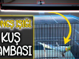 Kuş Lambası UV lamba D3 Vitamini Kuşların Güneşe İhtiyacı Var mı? Kuş Lambası
