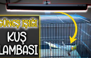 Kuş Lambası UV lamba D3 Vitamini Kuşların Güneşe İhtiyacı Var mı? Kuş Lambası