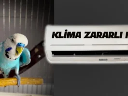 Klima Kuşlara Zarar verir mi? Klima