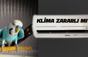 Klima Kuşlara Zarar verir mi? Klima