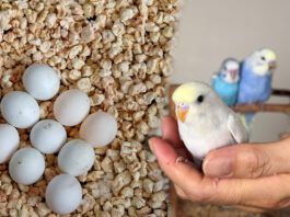 Muhabbet Kuşu Yumurtlama Dönemi ile ilgili tüm ipuçları Muhabbet kuşu yumurtlama