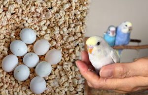 Muhabbet Kuşu Yumurtlama Dönemi ile ilgili tüm ipuçları Muhabbet kuşu yumurtlama