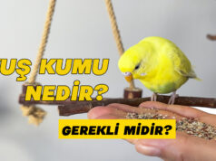 Kuş Kumu Ne İşe Yarar? Gerçekten Gerekli mi? Kuş kumu