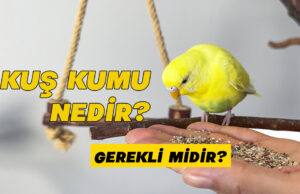 Kuş Kumu Ne İşe Yarar? Gerçekten Gerekli mi? Kuş kumu