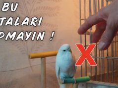 Muhabbet Kuşu Alışma Sorunları ve Güven Kazanma Yöntemleri Muhabbet Kuşu Alışma Sorunları ve Güven Kazanma Yöntemleri