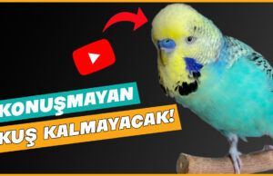 Muhabbet Kuşu Konuşturma Eğitimi Muhabbet Kuşu Konuşturma